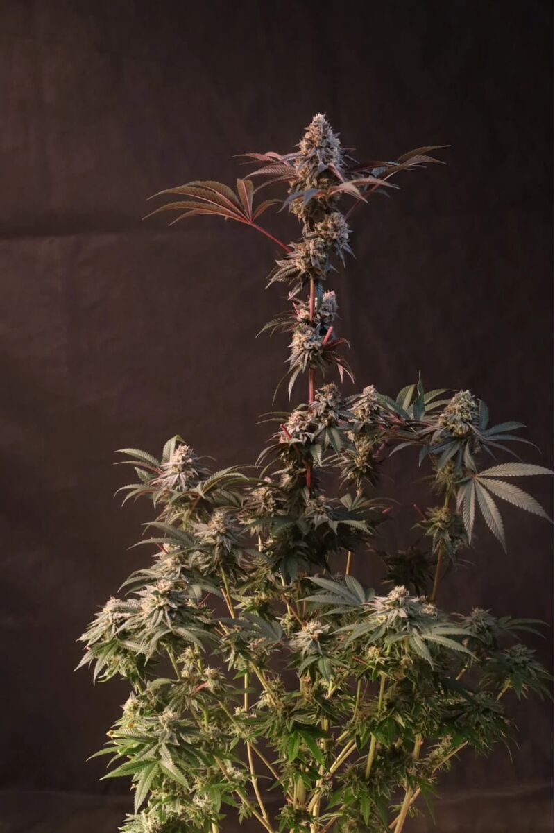 Lemon Cherry Runtz, Фасовка: 1, изображение 4